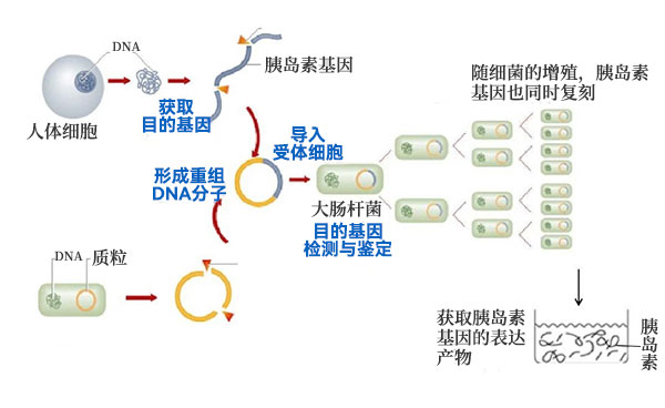 將人胰島素基因轉入大腸桿菌 將人胰島素基因轉入大腸桿菌