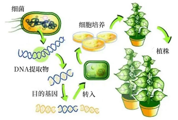 基因改良之農業(yè)應用 基因改良之農業(yè)應用