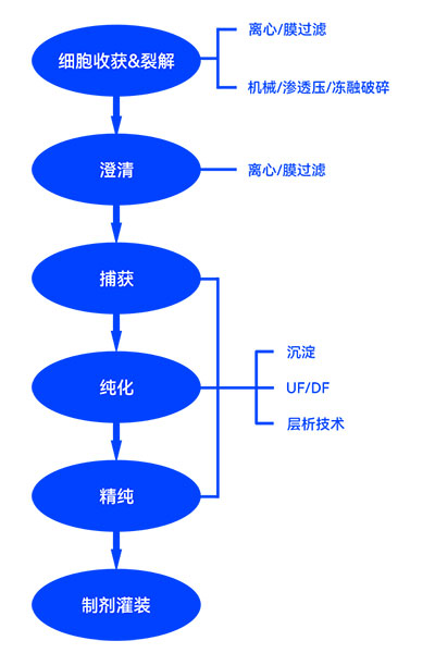 疫苗制備下游流程圖 疫苗制備下游流程圖